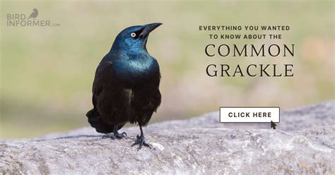 Common Grackle: Bird Identification, Habits, Facts, Nesting - Bird Informer