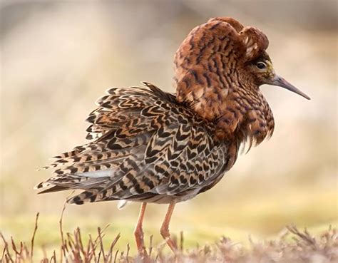 The Ruff (Philomachus pugnax) is a medium-sized wading bird that breeds in marshes and wet ...