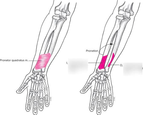 Pronator Quadratus Origin And Insertion