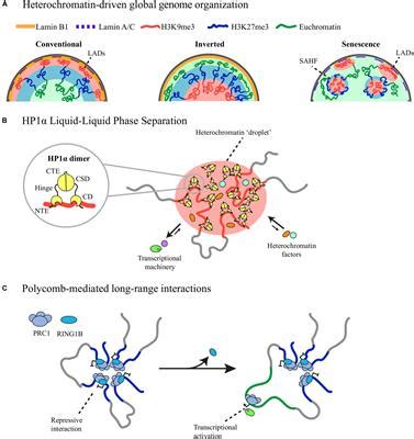 Frontiers | Heterochromatin as an Important Driver of Genome Organization