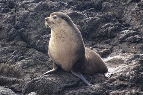 This is an Antarctic Fur Seal. Antarctic Fur Seals are widely distributed in the Southern Ocean ...