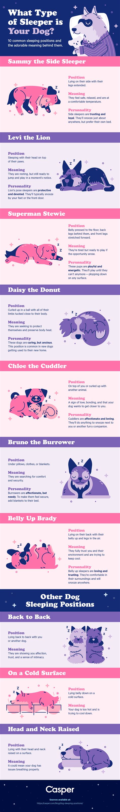 10 Dog Sleeping Positions + Their Adorable Meanings - Casper Blog