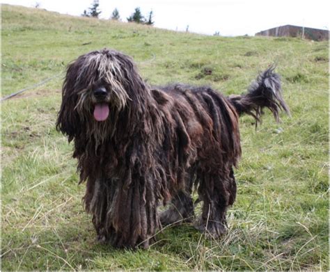 Bergamasco - Puppies , Facts, Pictures, Price, Grooming, Breeders ...