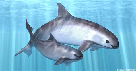 The Endangered Vaquita Porpoise in the Sea of Cortez