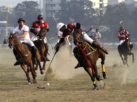 Argentine thoroughbred polo horse embryos - Business Insider