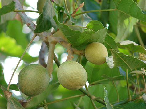 Hawaii State Tree | Kukui or Candlenut Tree