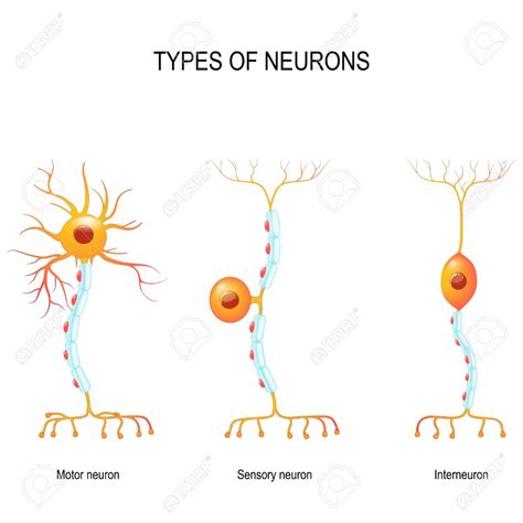 Understanding the Human Nervous System: Sensory, Motor, and Interneurons