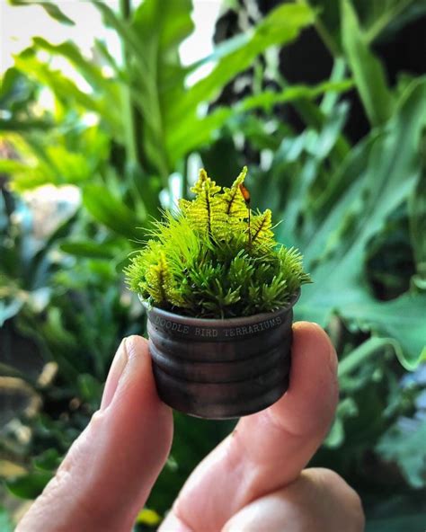 Pin on Miniature Plants