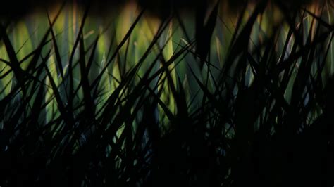 Desktop Wallpaper Grass, Dark, Night, Grass Threads, Hd Image, Picture ...