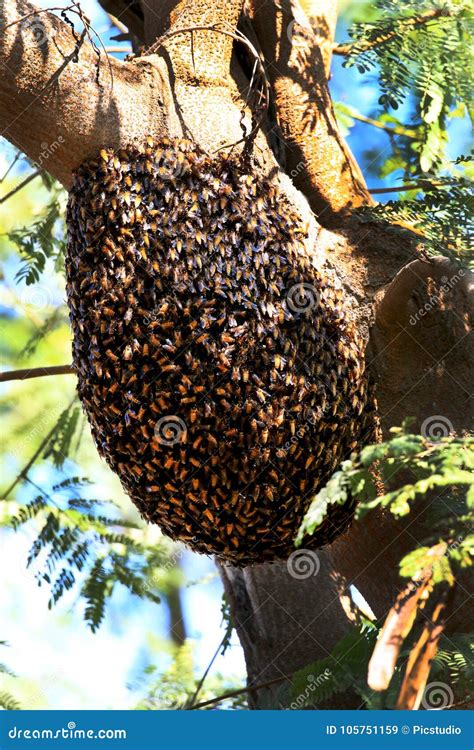 Honey bee hive stock image. Image of honey, group, tree - 105751159