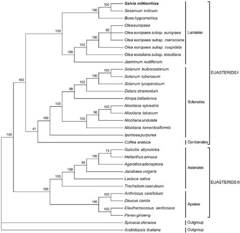 The MP phylogenetic tree of the asterid clade based on 71... | Download Scientific Diagram