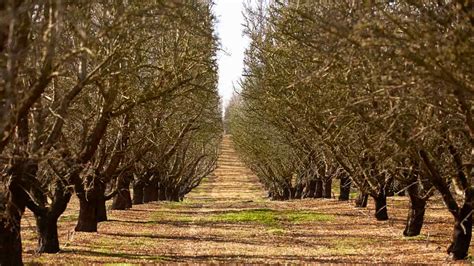 California Almonds Lifecycle I Ideal Mediterranean Climate