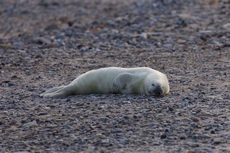 Kegelrobben-Baby (grey seal), Düne Helgoland - Germany | Flickr