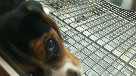 Petition · Stop the abuse and maltreatment of animals - United States · Change.org