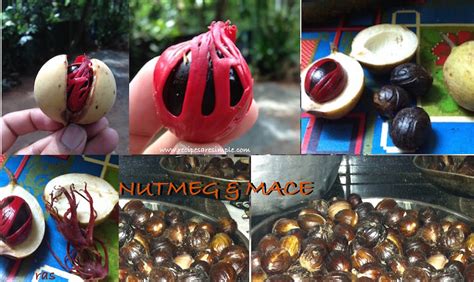 Nutmeg and Mace - Recipes 'R' Simple