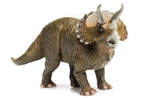 Dinosaurs Triceratops - Facts about the Triceratops Dinosaur.