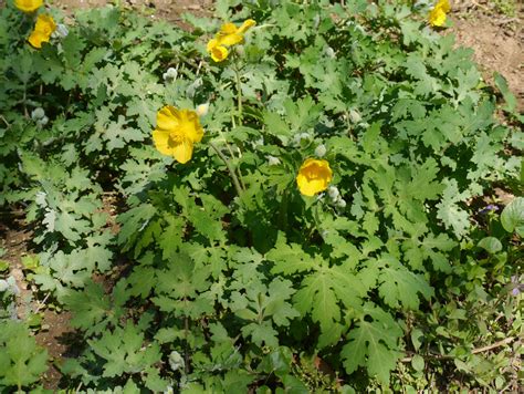 Celandine poppy | Identify that Plant