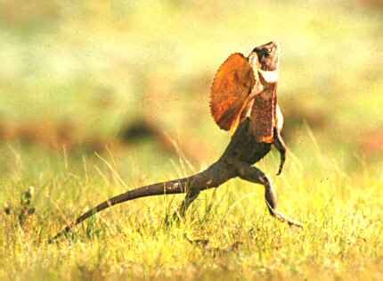 Frilled Lizard Running Gif