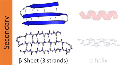 Beta sheet - Wikipedia