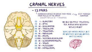 Bulbar Palsy: What Is It, Causes, Diagnosis, Treatments, and More | Osmosis