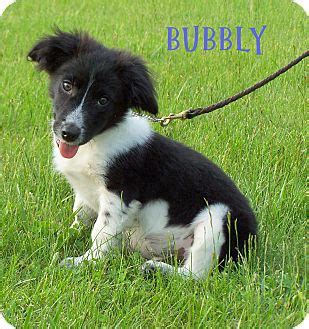 Bubbly | Adopted Puppy | Milford, NJ | Dachshund/Border Collie Mix