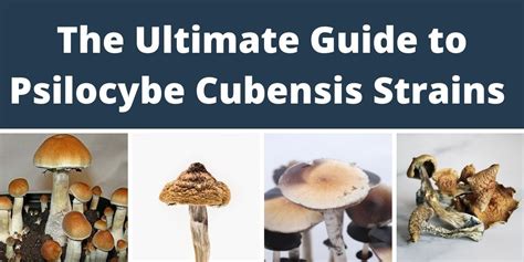 All about Psilocybe Cubensis Varieties And Types, Spores And Strains ...