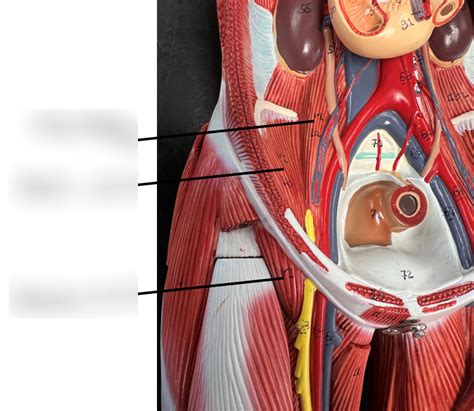 hip flexor (anterior) Diagram | Quizlet