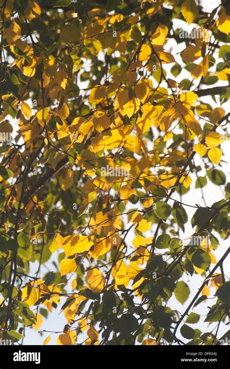 silver birch leaves autumn Stock Photo - Alamy