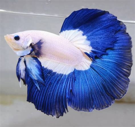 𝗛𝗮𝗹𝗳𝗺𝗼𝗼𝗻 𝗕𝗹𝘂𝗲 𝗥𝗶𝗺 Betta Fish | Betta fish, Betta fish types, Betta