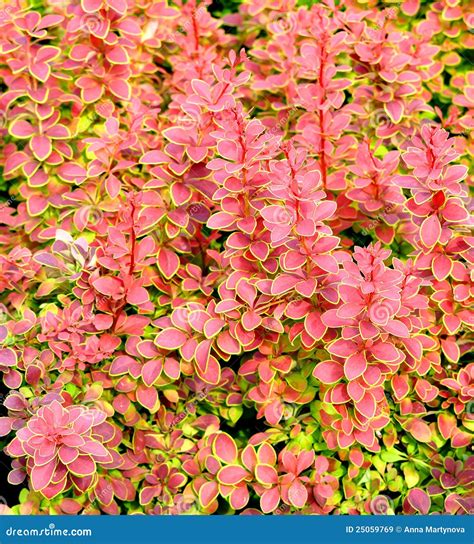 Barberry bush stock image. Image of green, botanical - 25059769