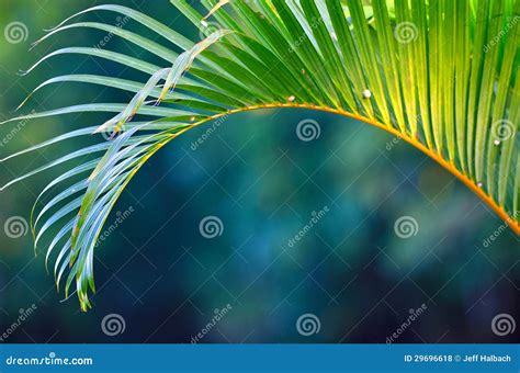 Tropical foliage stock photo. Image of cover, bags, global - 29696618