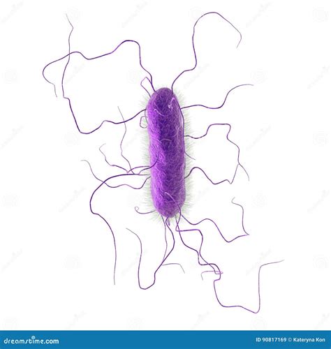 Proteus vulgaris bacterium stock illustration. Illustration of enteric - 90817169