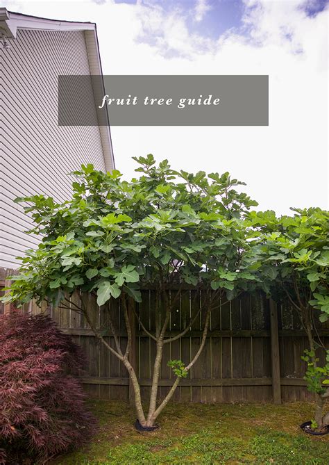 Backyard fruit trees + fruit bushes guide. - In Honor Of Design