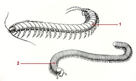 Millipede Anatomy