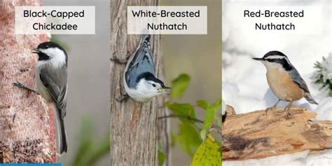 15 Beautiful Michigan Birds: Get to Know the Michigan Backyard Birds ...