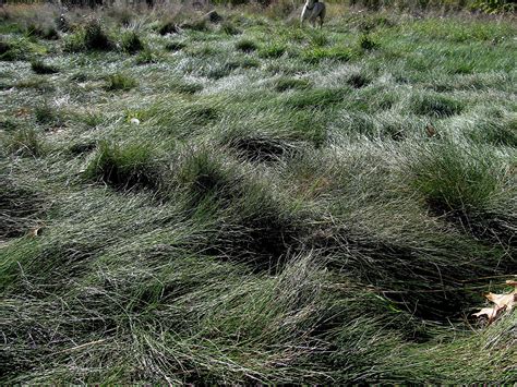 creeping red fescue | Fescue, Low water, Plants