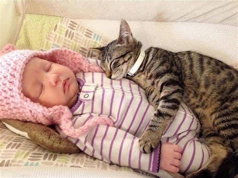 Animals For Kids, Baby Animals, Funny Animals, Cute Animals, Cute Cat Gif, Cute Cats, Funny Cats ...