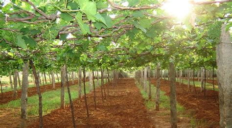 Cara Merawat Kebun Anggur Di Tahun Pertama Penanaman