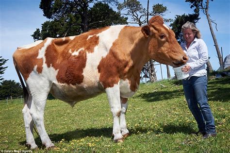 Big Moo may be world's largest cow at 14-foot-long and 190cm tall | Daily Mail Online