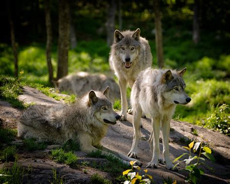 Eastern timber wolves: fascinating apex predators vital to forest health | One Earth