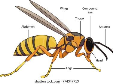 Insect Anatomy Photos and Images & Pictures | Shutterstock