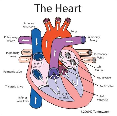 heart for kids | ... here to save or print a color diagram of heart ...