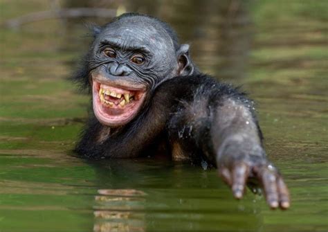 Bonobo Animal Facts | Pan paniscus | AZ Animals