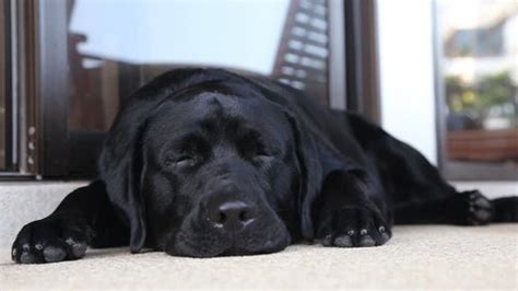 Black Labrador Puppy Sleeping Pn Floor Stock Footage Video (100% ...