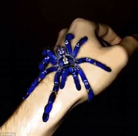 Incredible video shows rare blue tarantula Poecilotheria | Daily Mail Online