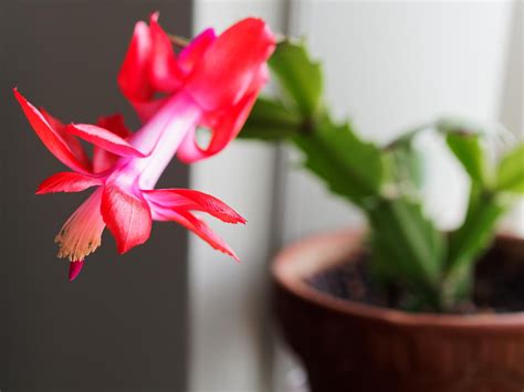 Thanksgiving cactus is blooming for the first time!!! I can't believe ...