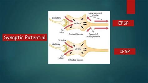 Synaptic transmission