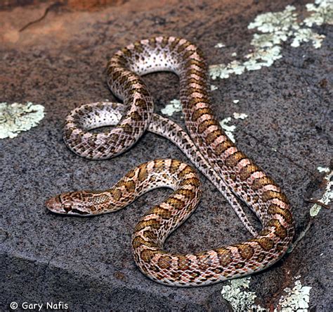 Painted Desert Glossy Snake - Arizona elegans philipi