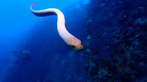 Mating Season Mishaps? Unprovoked Attacks by Venomous Olive Sea Snakes on Scuba Divers