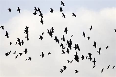 Jackdaw flock in flight Cleveland UK For sale as Framed Prints, Photos, Wall Art and Photo Gifts